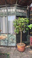 ENSEMBLE NEW ERA AFTER BREAK UP - PRUNE